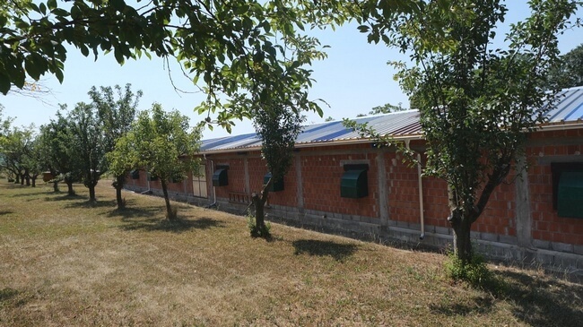 Farma-Ilic-4